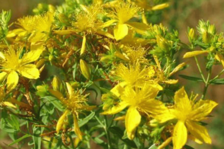 σπαθόχορτο