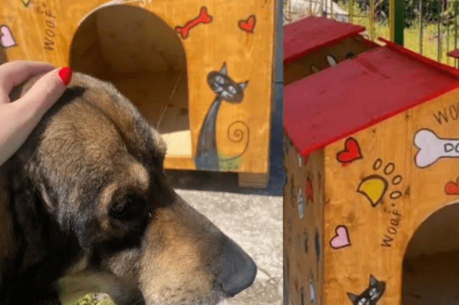 σπιτάκια για τα Αδέσποτα