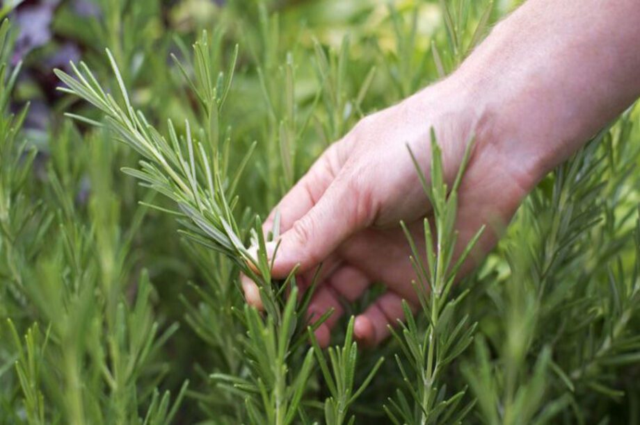 δεντρολίβανο