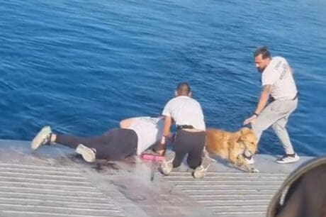 διάσωση σκύλου