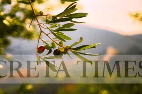 ελια με αρχάχνη