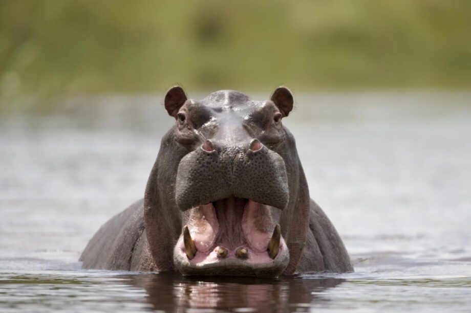 ιπποπόταμος