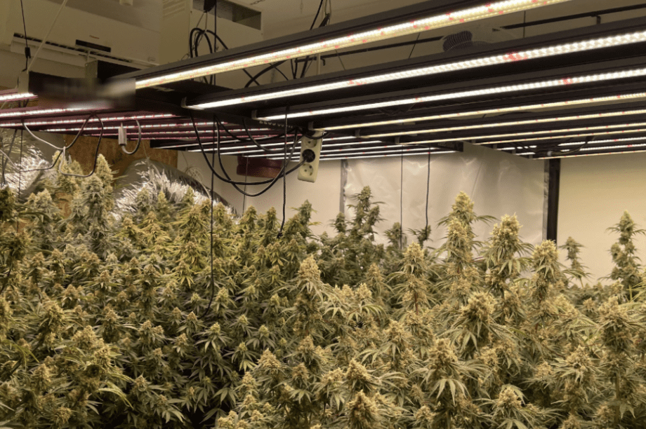 κανναβη βιλα χερσονησος