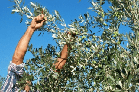 λάδι