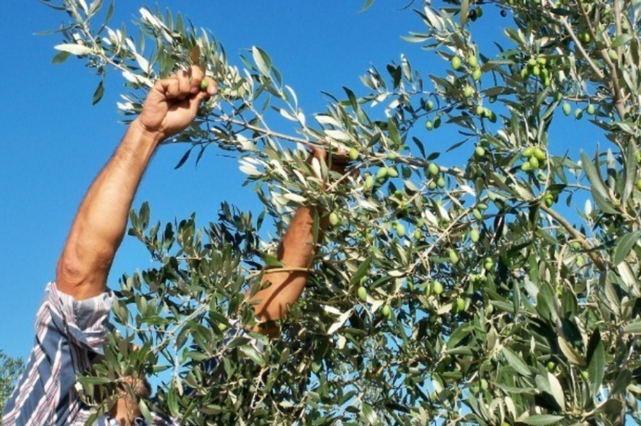 λάδι