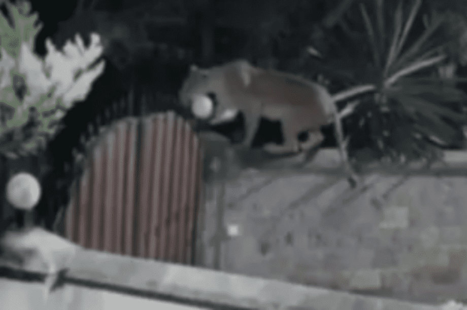 Λιοντάρι Κένυα