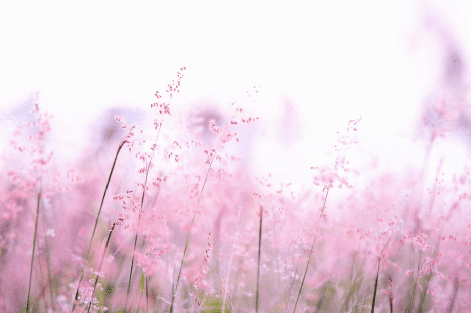 λουλούδια γιορτή άνθη