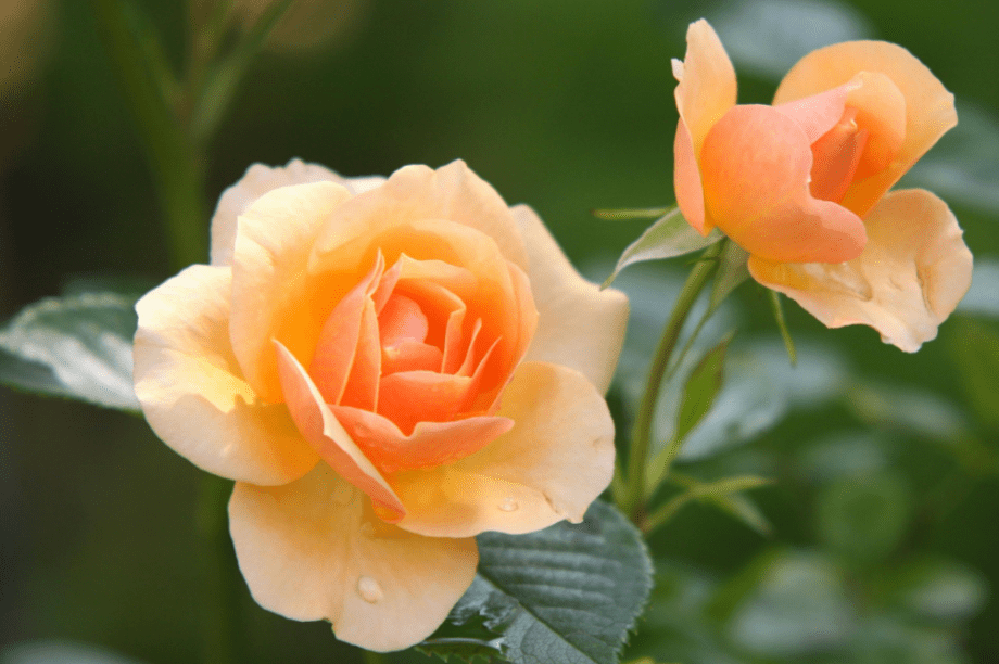 λουλούδια γιορτή άνθη