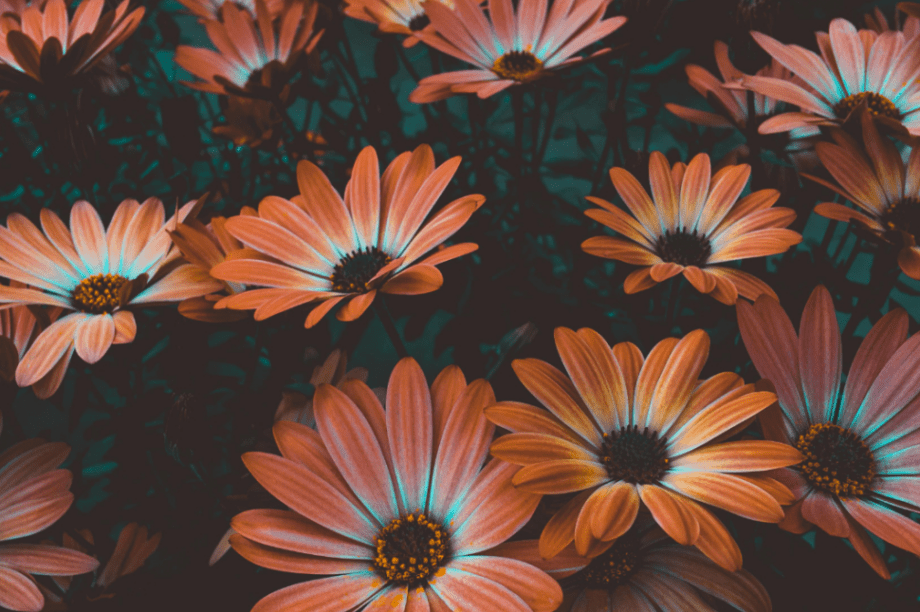 λουλούδια γιορτή άνθη