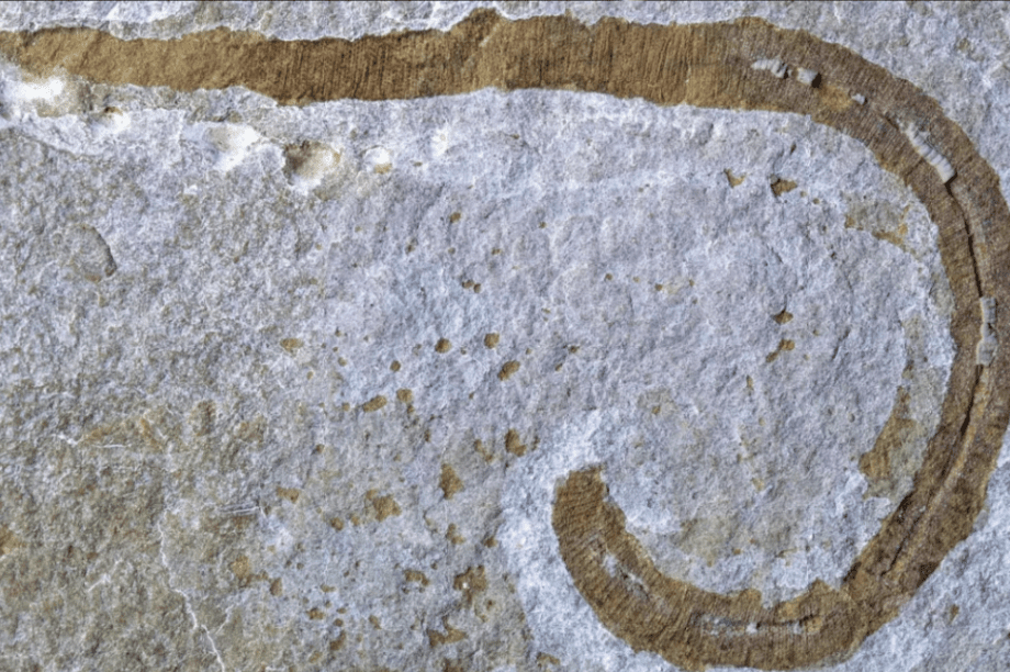 προϊστορικό σκουλήκι