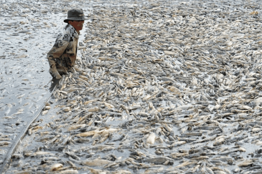 ψαρια νεκρά καυσωνας
