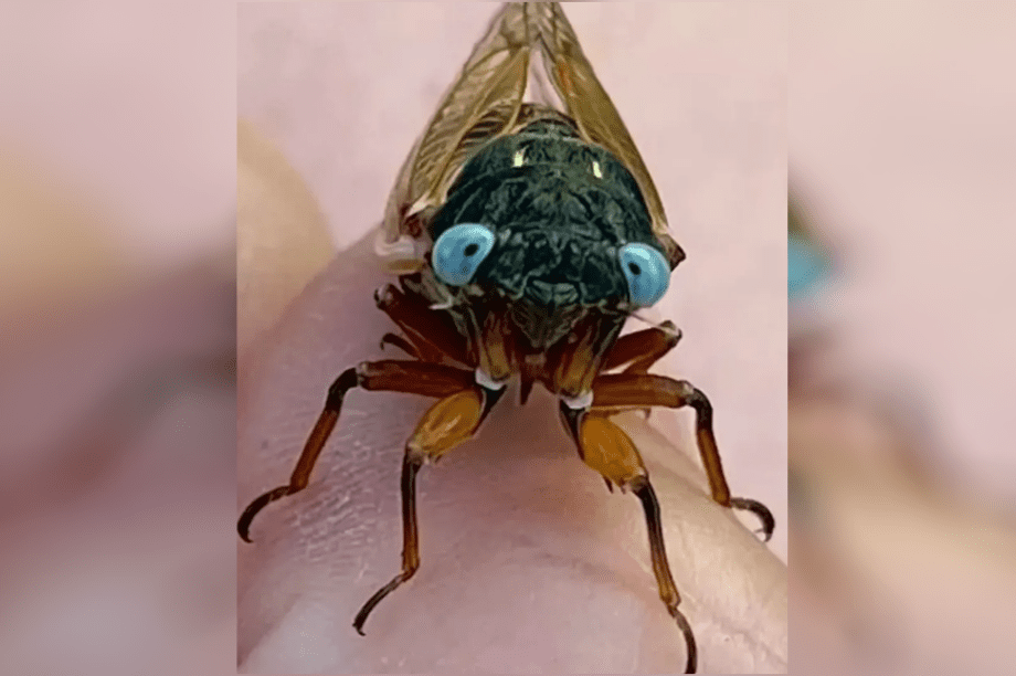 Τζιτζίκι μπλε μάτια