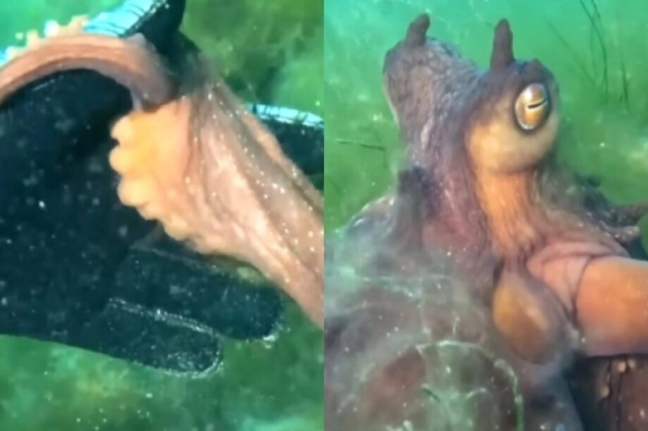 χταπόδι
