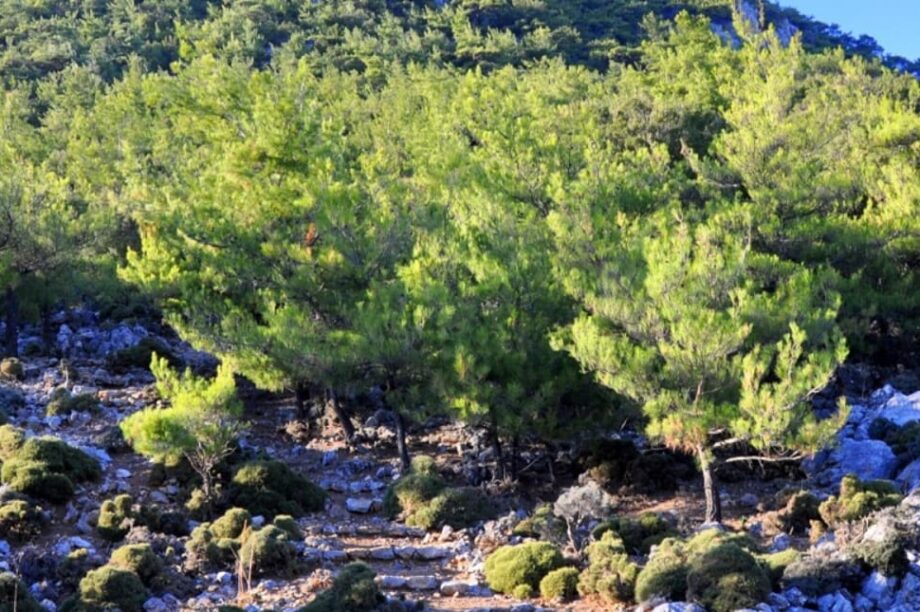 Δάσος Σύμης Βιάννος