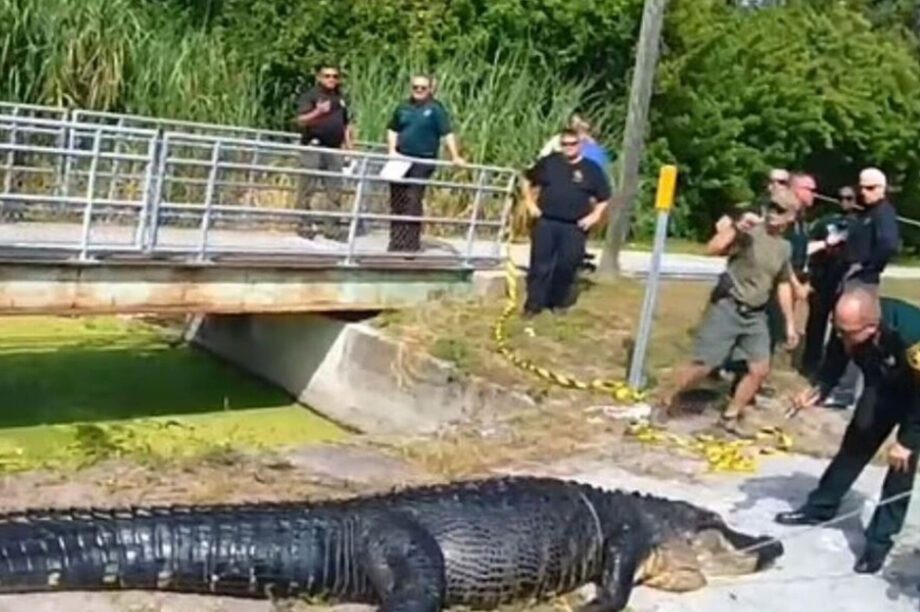 αλιγάτορας