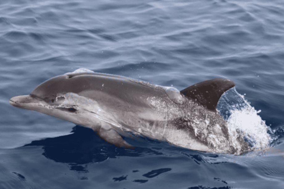 δελφίνι