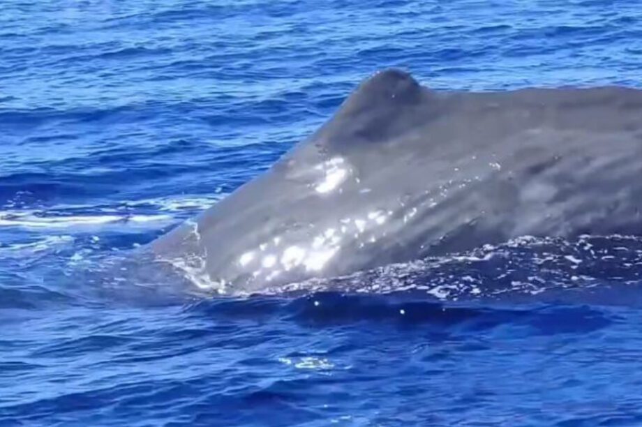 φάλαινα φυσητήρας