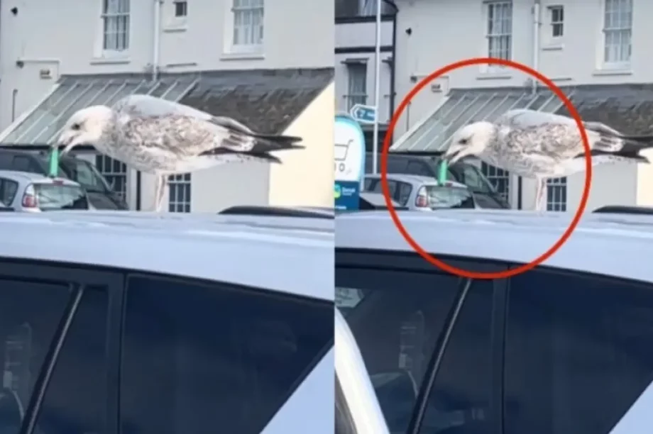 γλάρος κάπνισμα