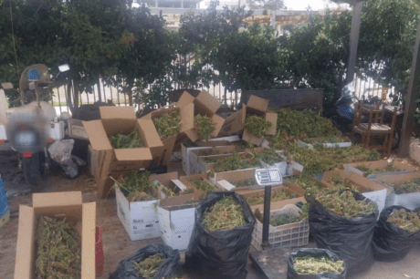 κανναβη