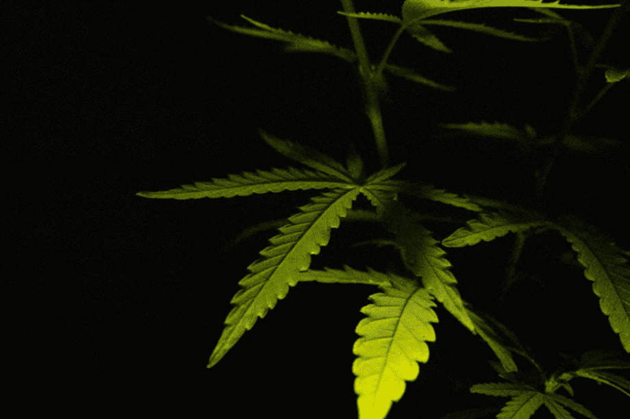 ναρκωτικά κάνναβη