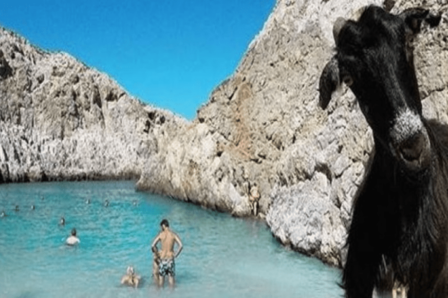 Κατσίκες στην παραλία Σεϊτάν Λιμάνι