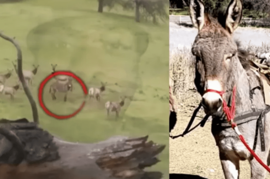 Γαϊδουράκι