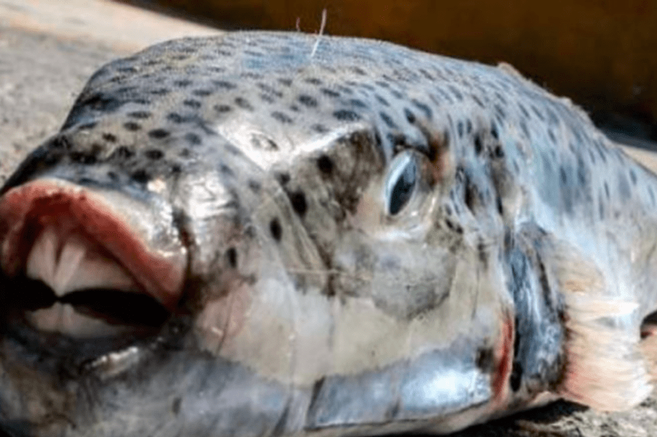 Λαγοκέφαλοι