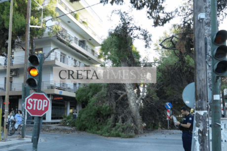 Πεύκο