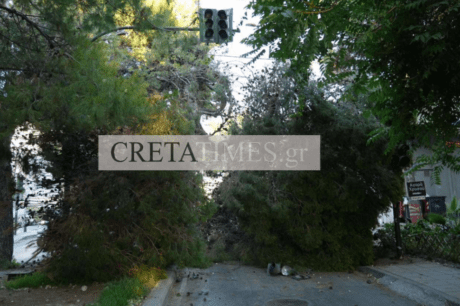 Πεύκα