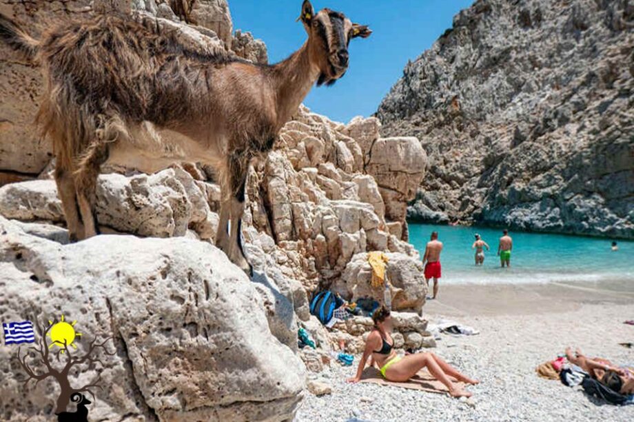 Κατσίκες στην παραλία Σεϊτάν Λιμάνι