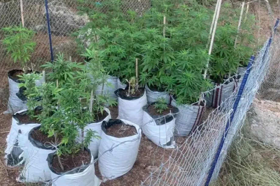 χασισοφυτεία