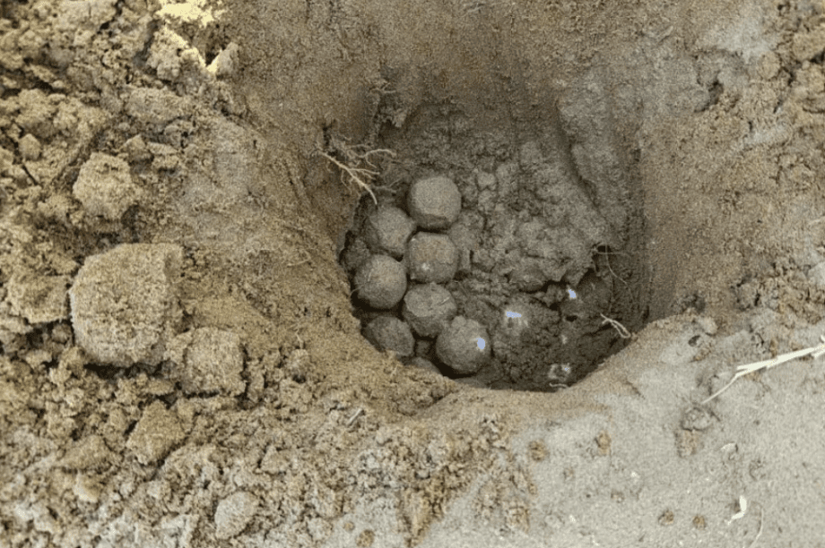 καρετα καρετα