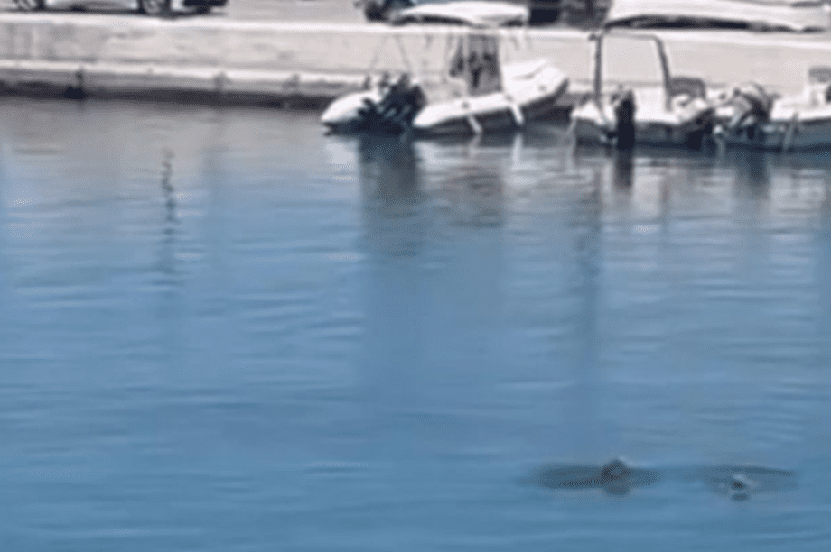 Χελώνες Χανιά