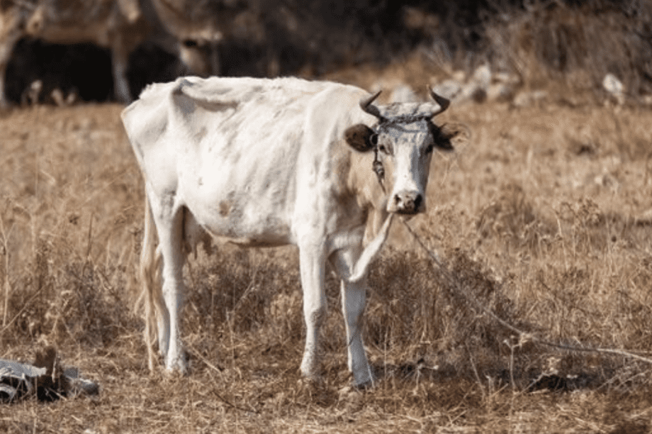 υποσιτισμένη αγελάδα Κως