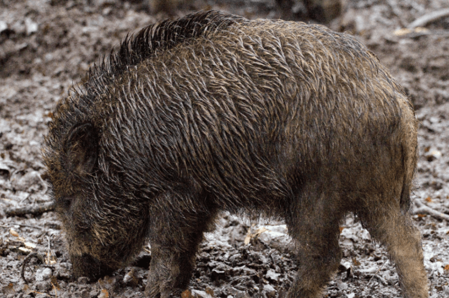 αγριογούρουνα