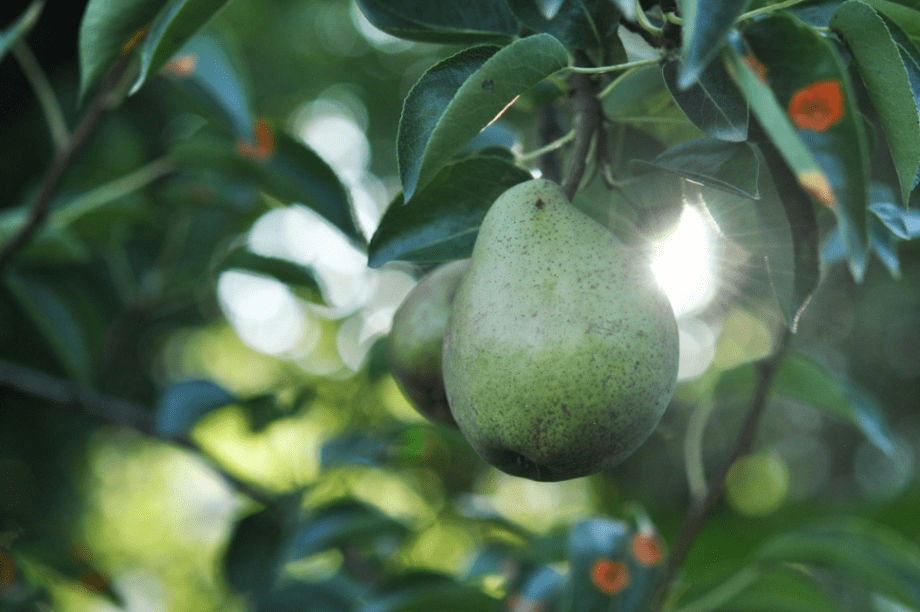βιολογική καλλιέργεια