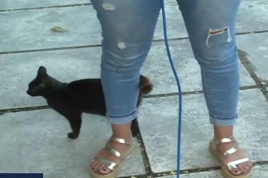 γάτα ρεπορτάζ