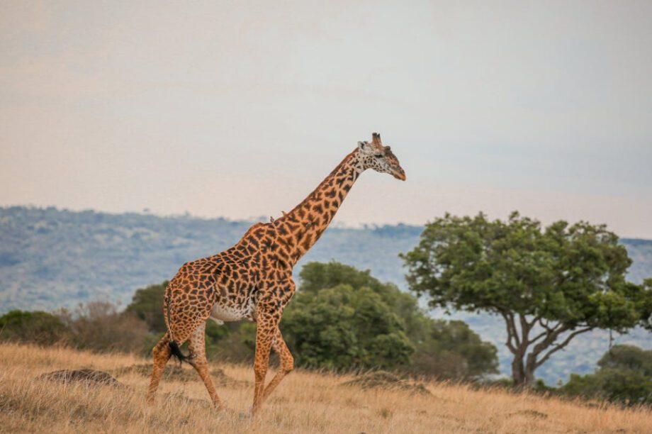 καμηλοπάρδαλη