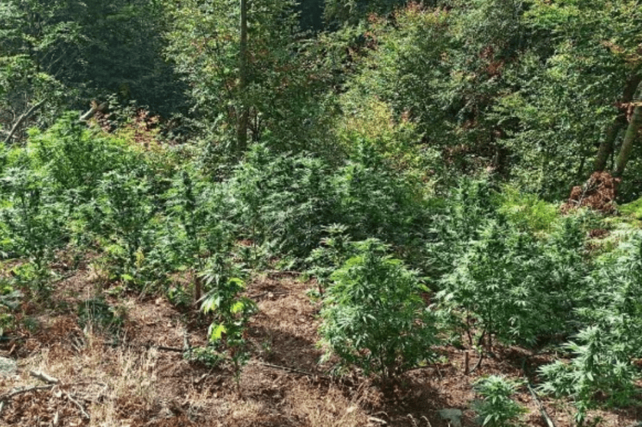 δενδρύλλια κάνναβης