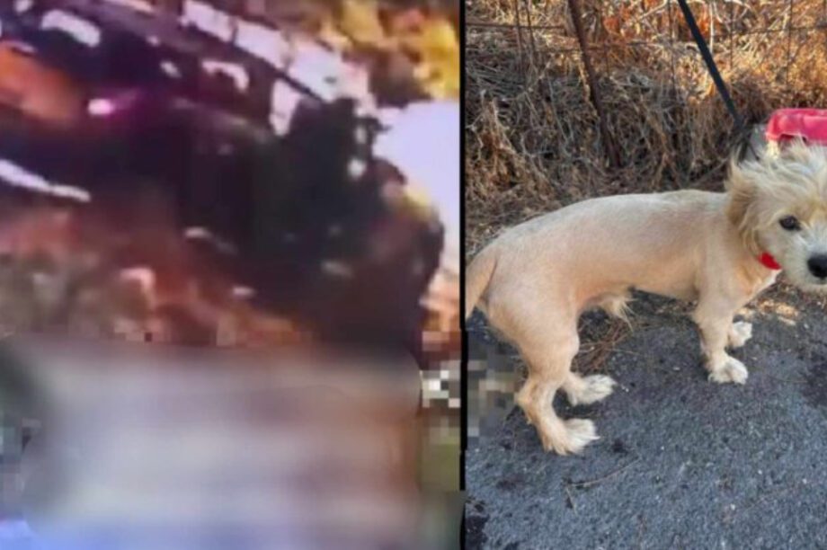 κουτάβι εγκατάλειψη