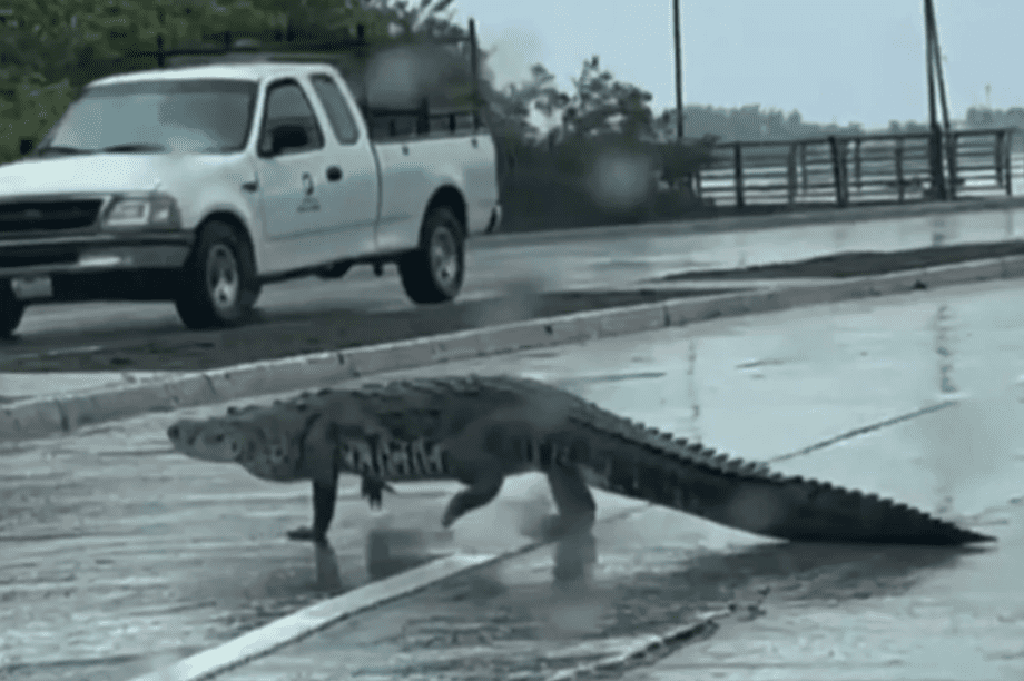 Κροκόδειλοι βγήκαν στους δρόμους