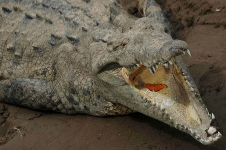 κροκόδειλος
