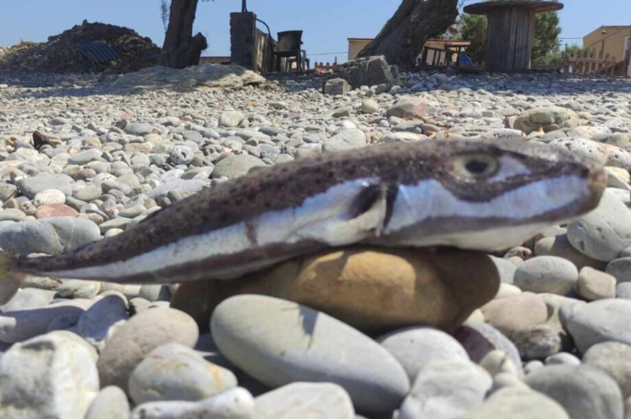 λαγοκέφαλος