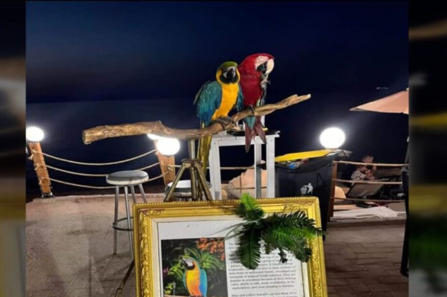 παπαγάλοι Χαλκιδική