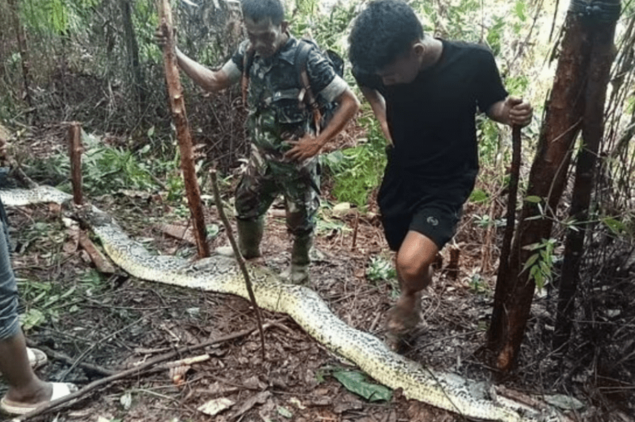 Ινδονησία πύθωνας