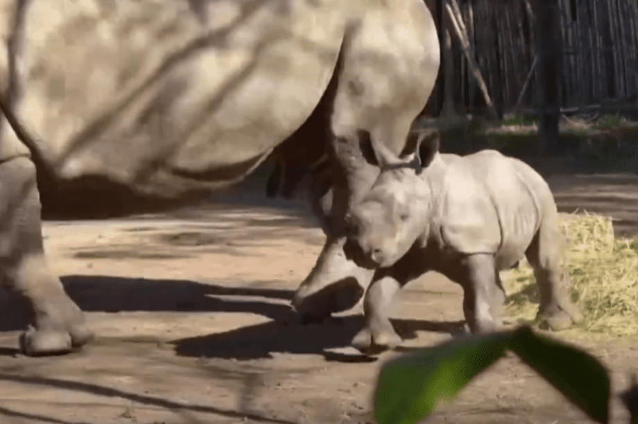 Λευκός ρινόκερος