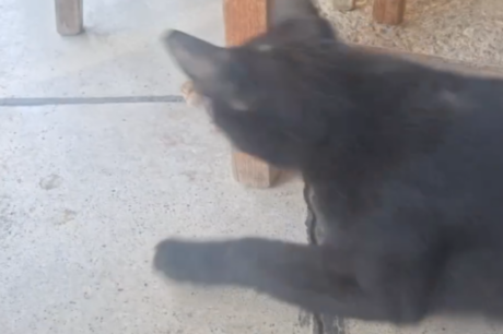 gata