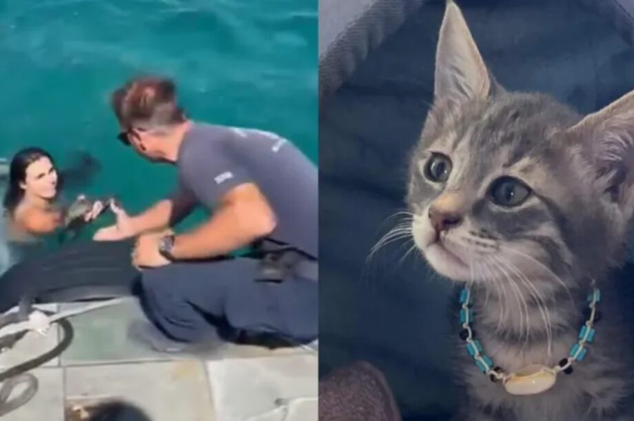 Σπέτσες γάτα