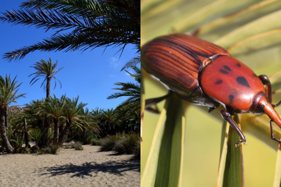 Βάι σκαθάρι