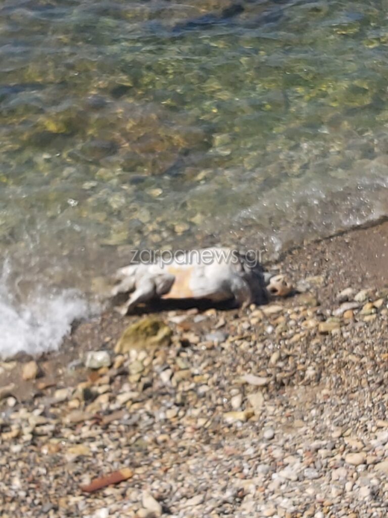 Χελώνα Χανιά